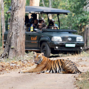 Jeep Safari Foreigner (Per Person)